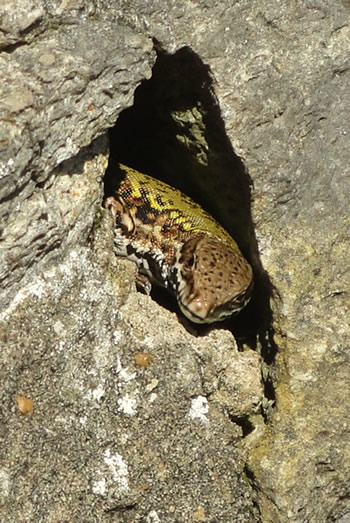 DSC06011