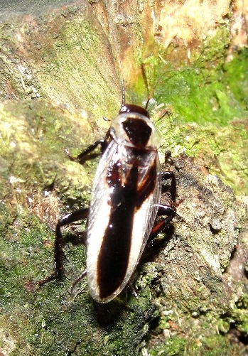 Unidentified cockroach
